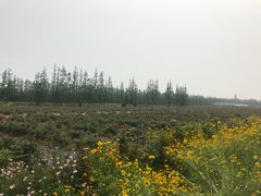 -上海长兴岛郊野公园