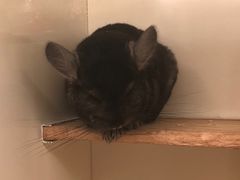 -龙猫仔乐园(惠福东路店)