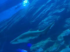 -迪拜水族馆及水下动物园