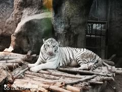 -清迈夜间动物园