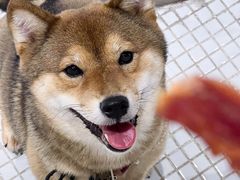 -柴务处·柴犬主题狗咖