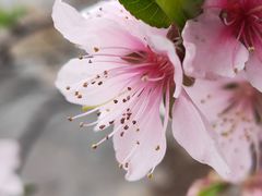 -原山国家森林公园