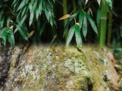 -竹子庵公园