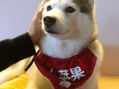 -Husky Go! 哈士奇体验馆·宠物咖啡厅狗咖