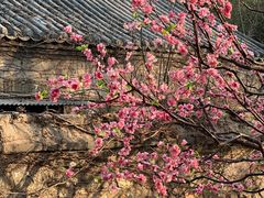 -香山公园