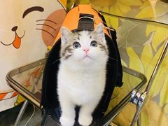 -欣宠猫屋·矮脚拿破仑·蓝金金渐层