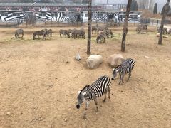 -大连森林动物园