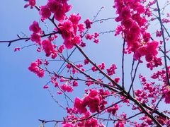 -顾村公园