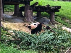 -都江堰中华大熊猫苑