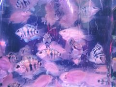 -华声天桥民俗文化园