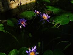 -国家植物园南园