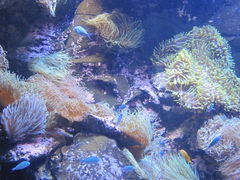 -悉尼海洋生物水族馆