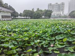 -荔湾湖公园