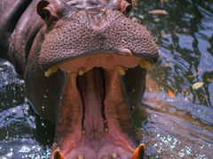 -海南热带野生动植物园