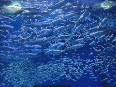 -海合安武汉极地海洋公园