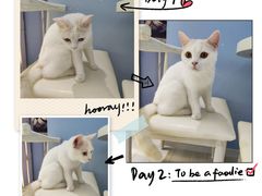 -喵的天空名猫咖啡馆·撸猫·猫舍·用品