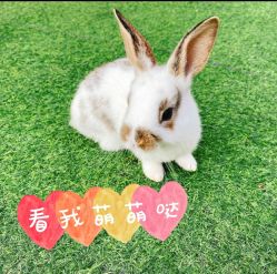 -萌宠亲子动物乐园(槐房万达店)