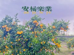 -前小桔亲子创意农场·草莓采摘·露营烧烤
