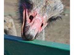 -新疆天山野生动物园
