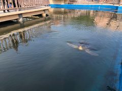 -广东惠东海龟国家级自然保护区