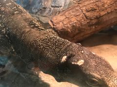 -上海大自然野生昆虫馆(东方明珠·爬宠昆虫探索中心)