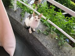 -官房大酒店•驼峰自助餐厅