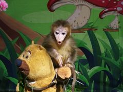-灵玲国际马戏城