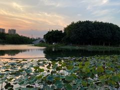 -映月湖公园