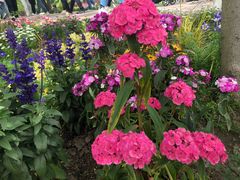 -上海共青森林公园