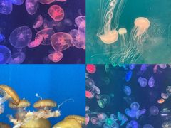 -烟台海昌鲸鲨海洋公园