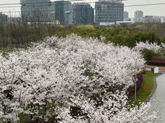 -外高桥保税区南(地铁站)