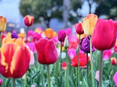 -大宁郁金香公园-停车场