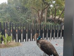 -J Create城市露营咖啡·简餐·宠物(上海动物园店)