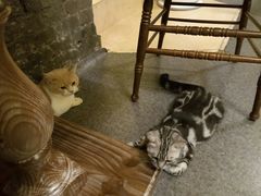 大堂-猫色咖啡·猫咖