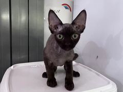 -猫大福·Fortune Cat猫舍(百子湾店)