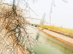 -桃花堤公园