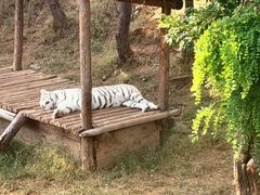 -石家庄市动物园