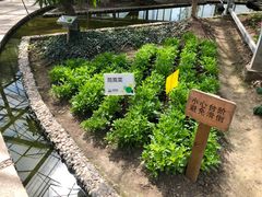 茼蒿-上海多利农业发展有限公司