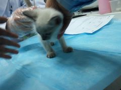 -纳吉亚猫专科动物诊疗中心(蒋宅口分院)