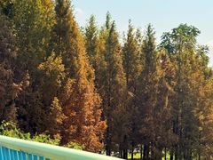 -白鹭湾湿地公园