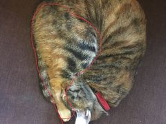 -猫的天空之城概念书店(杭州南宋御街店)