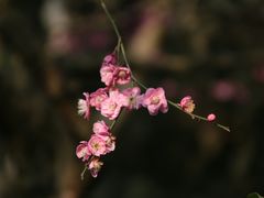 -杭州植物园