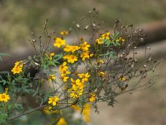 -神农溪纤夫文化旅游区