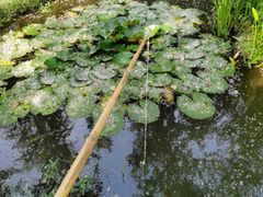 -合肥滨湖国家森林公园