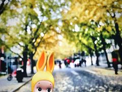 -三里屯东五街银杏大道