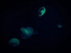 -暹罗海洋世界