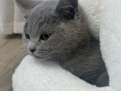 -pd派德宠物中心医院24H急重症·眼科中心·血液透析中心(嵩山北路店)