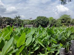 -荔湾湖公园