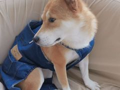 -怪兽屋·羊驼·猫咖·狗咖(俊华广场店)