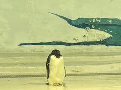 -海合安天津极地海洋公园